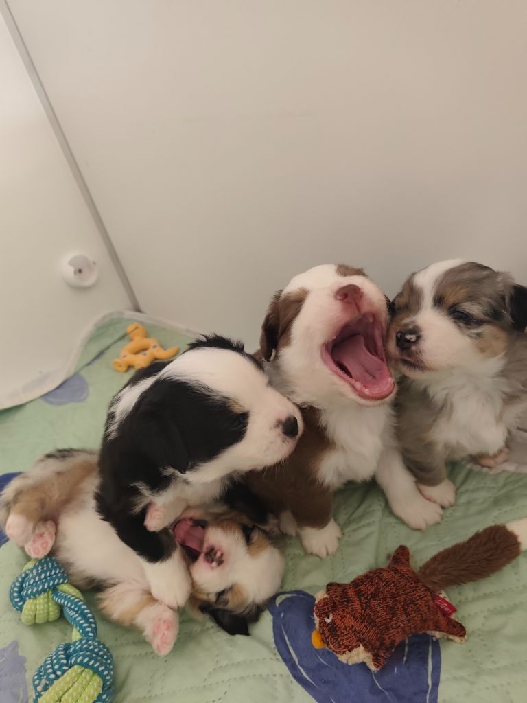 Les Conditions de vie de nos Chiots