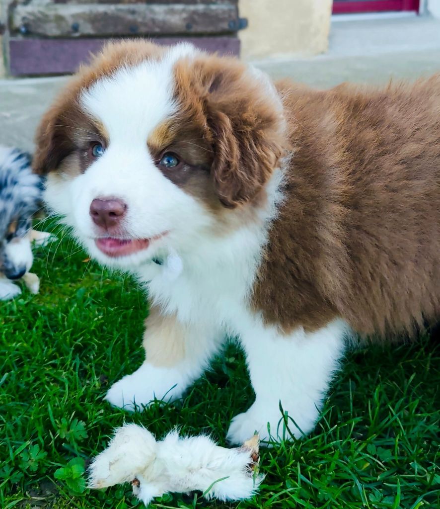 Isabelle Lohr - Chiots disponibles - Berger Américain Miniature 
