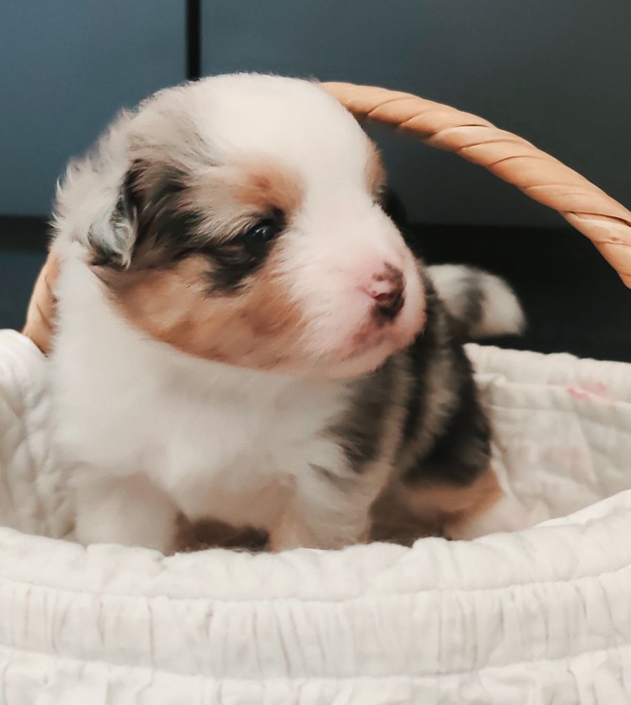 Isabelle Lohr - Chiots disponibles - Berger Américain Miniature 