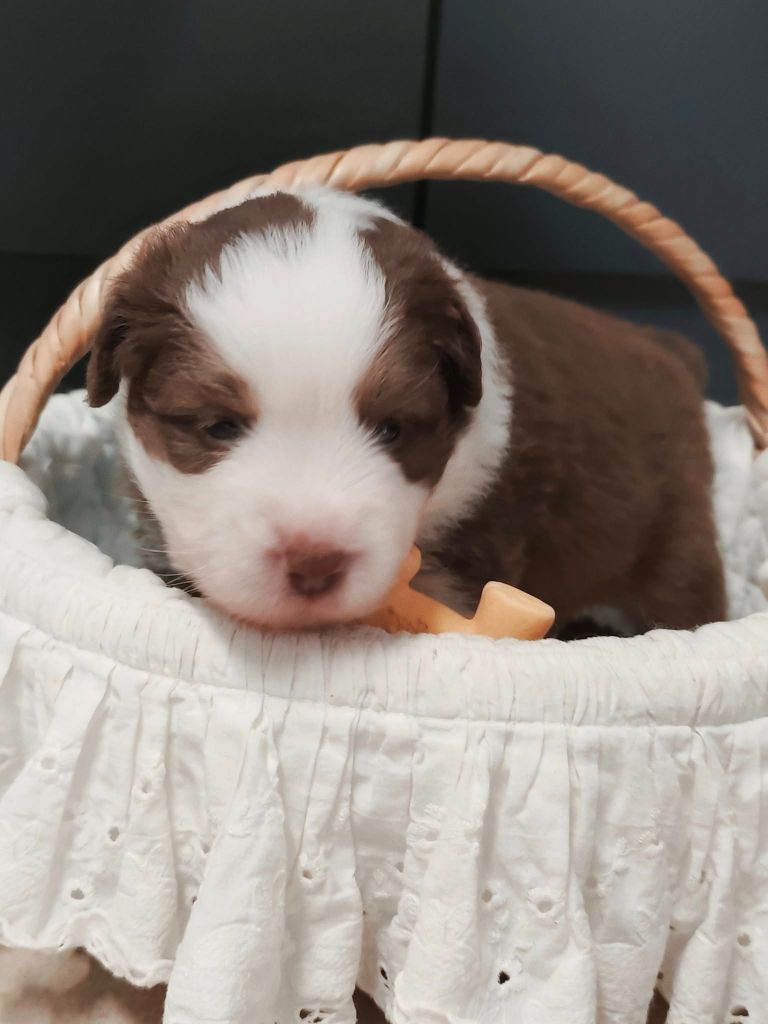 Isabelle Lohr - Chiots disponibles - Berger Américain Miniature 