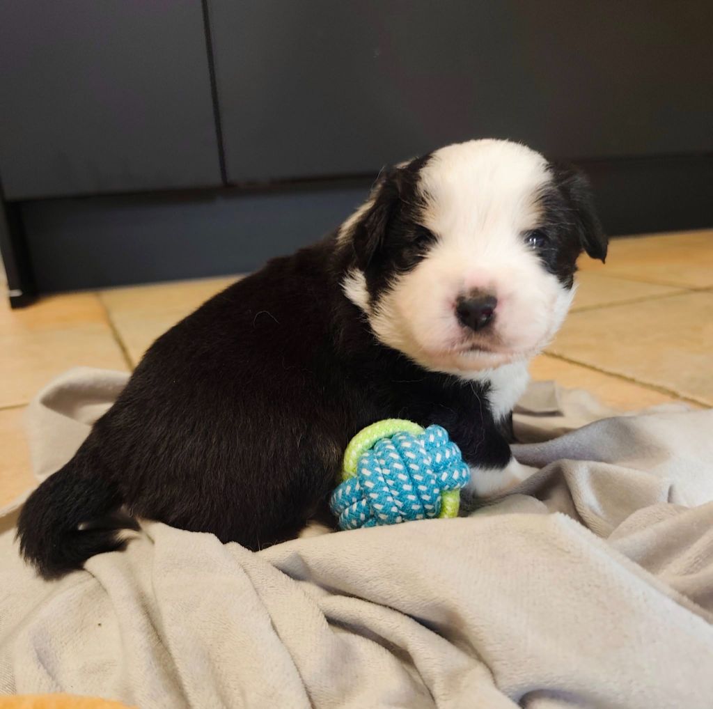 Isabelle Lohr - Chiots disponibles - Berger Américain Miniature 