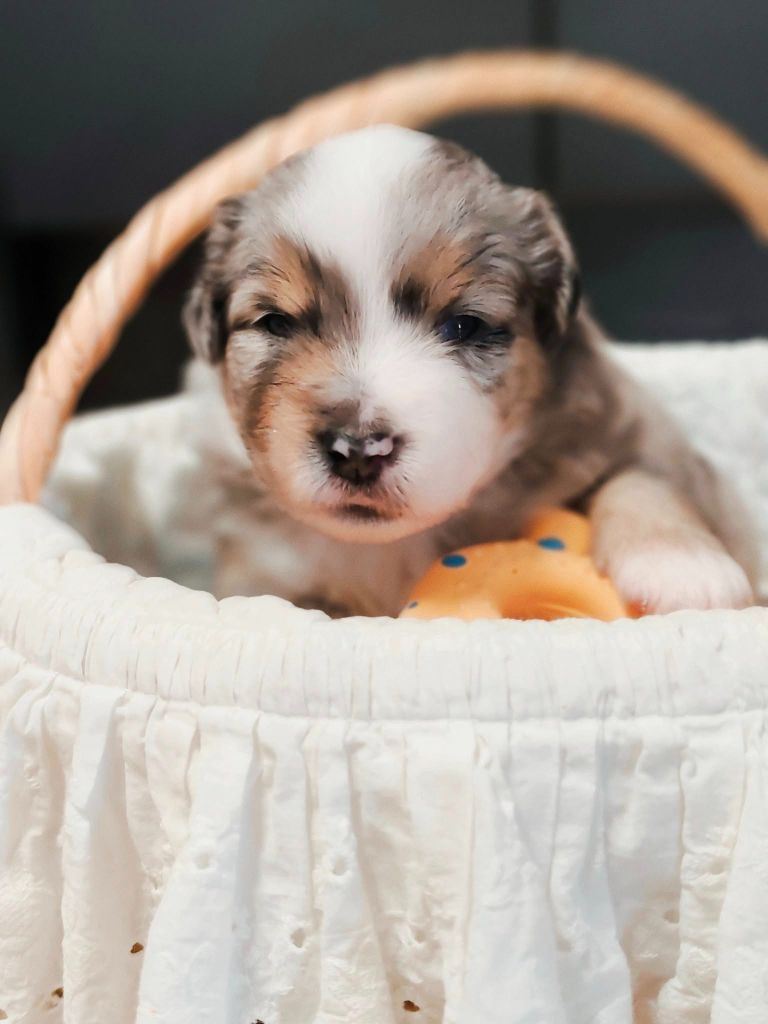 Isabelle Lohr - Chiots disponibles - Berger Américain Miniature 